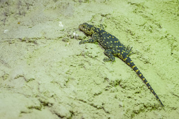 Hardun basking on a rock