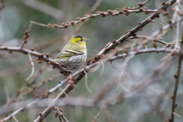 European siskin sitting in a tree