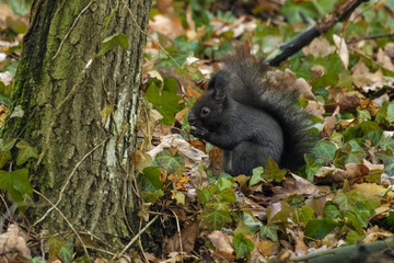 European red squirrel eating on the forest floor