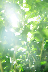 botanical background of green foliage and sun light