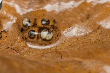 Egg clutch of the golden poison frog