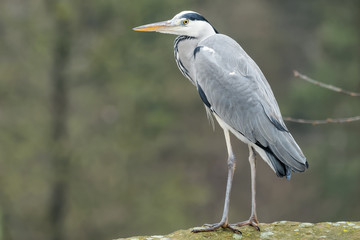 Grey heron standing on a rock