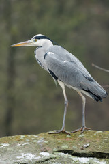 Grey heron standing on a rock