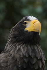 Closeup portrait of a Steller's sea eagle
