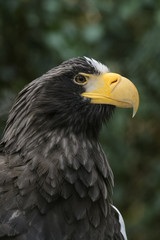 Obraz premium Closeup portrait of a Steller's sea eagle
