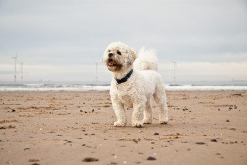 Dog enjoying the beach. Wind turbines in background.