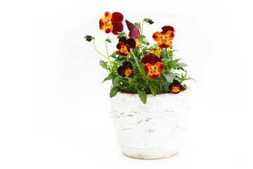 blooming pansy in a flower pot on a white background