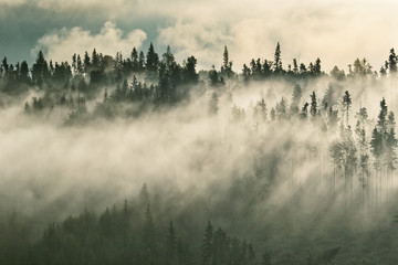 Foggy mountain ranges covered with spruce forest in the morning mist