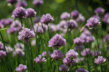 Lila Frühlingsblume auf Feld