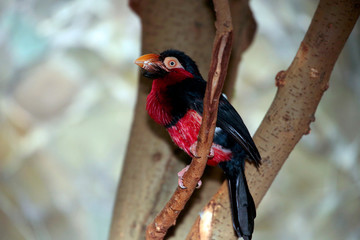 Senegal-Furchenschnabel (Lybius dubius) oder Furchenschnabel-Bartvogel