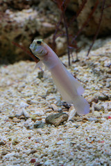  Grundeln (Gobiidae) Meeresbewohner