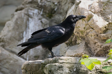 Kolkrabe (Corvus corax) Rabenvogel