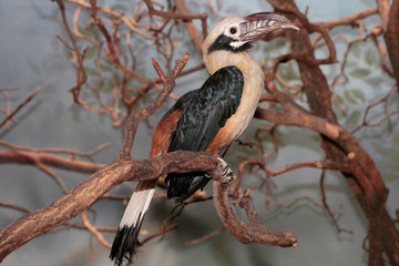 Tukane (Ramphastidae) Nashornvogel
