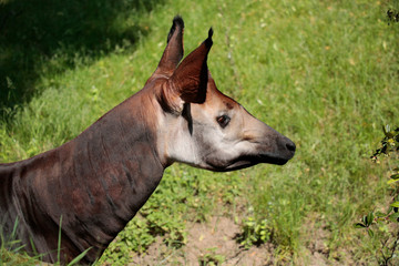 Okapi (Okapia johnstoni) Zentralafrika