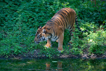 Tiger (Panthera tigris) Großkatze, Asien