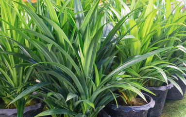 Green pandan leaf growing in pot,good smell ingredient with food,herb plant