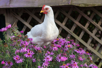 cock in flowers,A beautiful white cock sits in violet flowers