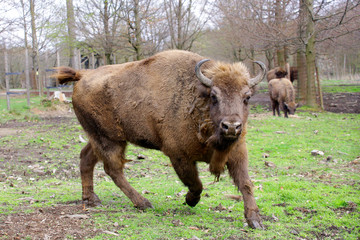 Wisent oder Europäische Bison (Bos bonasus)