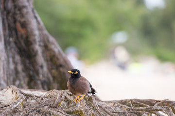 Bird 