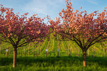 Naklejka premium Blühender japanischer Zierkirschenbaum vor einem Weinberg