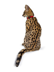 Young Serval cat kitten sitting backwards wearing red collar, looking to the side. Isolated on white background.