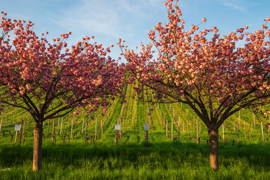 Blühender japanischer Zierkirschenbaum vor einem Weinberg