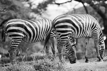 Fototapeta na wymiar zebras at a zoo