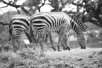 Fototapeta na wymiar zebra in a zoo