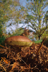 Birkenpilz im Herbst