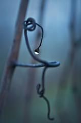 Obraz premium Grapevine tendril closeup in misty fog/Macro view of curvy grapevine tendril with raindrop
