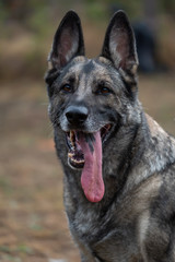 Deutscher Schäferhund
