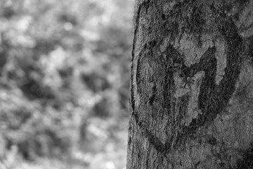 Fototapeta premium Baum mit Herz