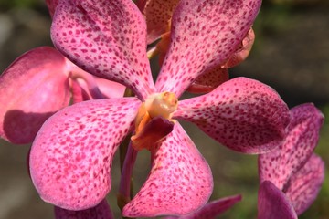 Obraz na płótnie Canvas close up of orchid flower