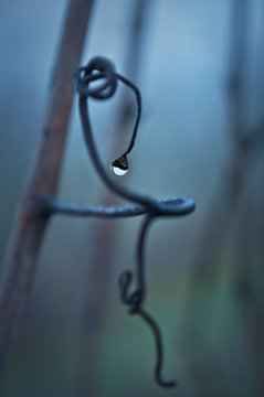 Grapevine Tendril Closeup In Misty Fog/Macro View Of Curvy Grapevine Tendril With Raindrop