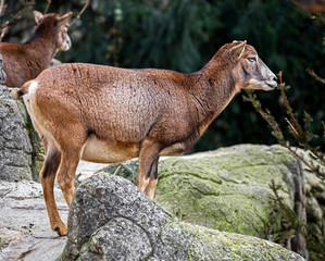 Obraz premium Moufflon female. Latin name - Ovis aries orientalis