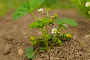 Erdbeeren noch grün