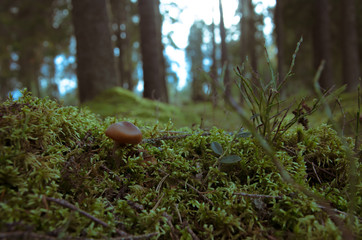 A little mushroom growng at the moss in Dark magic forest