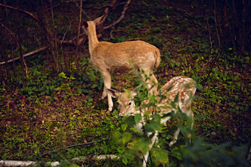 Fallow deers staying and eating in the summer forest