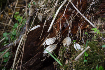 Leaves of Lunaria in nature
