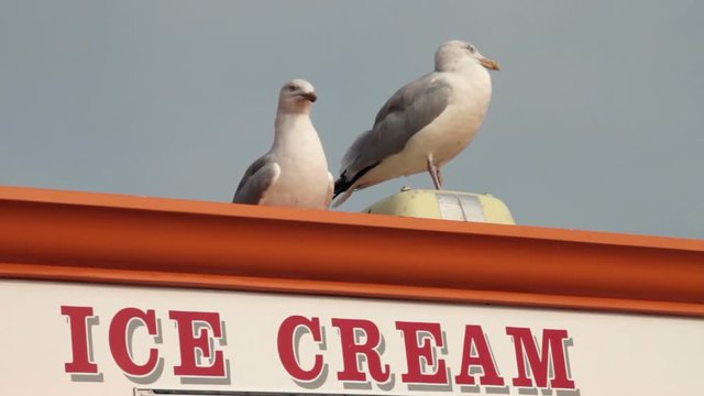 Two herring gulls or seagulls at seaside standing on top of ice cream van at St Ives, Cornwall