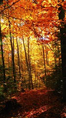Fototapeta premium Beautiful sunny day in the autumn golden forest