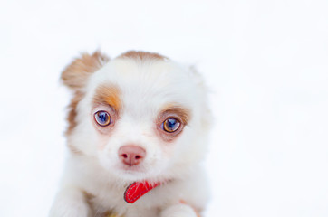 Puppy Chihuahua on a winter walk in the park. How to protect your pet from hypothermia.