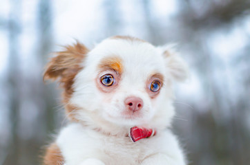 Puppy Chihuahua on a winter walk in the park. How to protect your pet from hypothermia.
