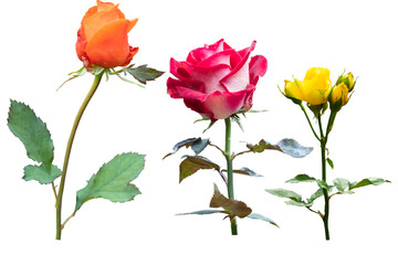 Naklejka premium Blurred for Background.Beautiful rose isolated on the white background. Photo with clipping path.