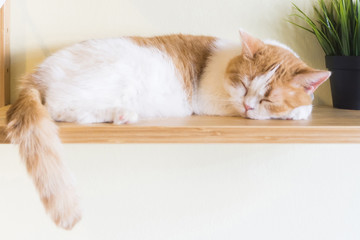 Brown Persian tabby cat sleeping on wooden sweet dream,kitten and cute pet