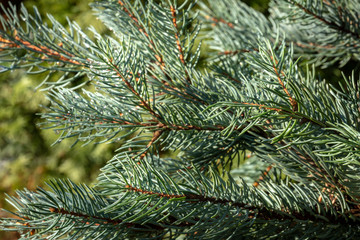 Blue long needle blue Picea pungens Iseli Fastigiata. Close-up in natural sunlight with beautiful bokeh. Selective focus on down and right needles. Nature concept for christmas design