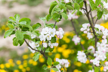 Blooming apple tree branch in spring