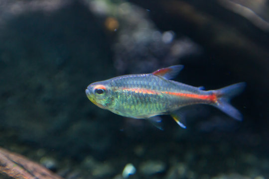 Macro photo of blue-orange fish