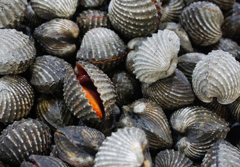 Raw fresh cockle have blood and mud on shell be alive from cockle farm,delicious seafood,scallop,close up,Tegillarca granosa,Appetizer