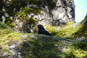 bird on a rock